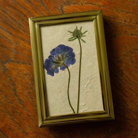 Gifts from the garden. Beautiful home-grown organic flowers, traditionally slow pressed and finished in gorgeous vintage frames. Flowers are wonderful. 🤍 #pressedflowers #vintagestyle #vintageisbetter #floralstyling #floralinteriors #interiorstyling #flowersofinstagram Pressed Lily Flower, Dried Flowers In Frame, Gifts From The Garden, Gothic Gallery Wall, Frames Flowers, Organic Flowers, Pressed Flowers Frame, Flower Pressing, Flower Artists