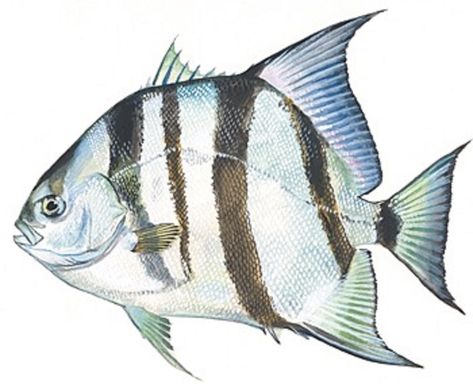 Art illustration - Oceans & Seas - Atlantic Spadefish: (Chaetodipterus faber) its body is silver with irregular black vertical bands that fade gradually with age. There are 4-6 black vertical stripes on each side, the first runs through the eye and the last crosses the caudal peduncle. The mouth is small, The teeth are small and have a brush shape. They weigh 3 to 10 pounds (1.4 to 4.5 kg). They are common in shallow waters along coasts with depths of 3-35 meters. Fish Side Profile, Fish Sides, Saltwater Fish, Fishing Quotes, Types Of Fish, Invasive Species, Angel Fish, Side Profile, Saltwater Fishing