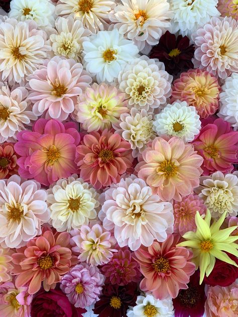 Dahlia Flatlay, Flower Farming, 2024 Board, Flower Farm, Fall Flowers, Dahlia, Colorful Flowers, Flat Lay, Bouquets