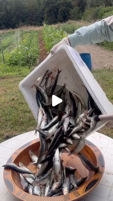 Omayma marwani on Instagram: "moroccan tagine sardines with sauce tomato 🎣🍅" Mediterranean Sardine Recipes, Moroccan Tagine Recipes, Moroccan Tagine, Sardine Recipes, Tagine Recipes, August 8, Sauce, On Instagram, Quick Saves