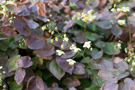 How to grow epimedium Weak Bones, Herbal Tonic, Dry Mouth, Cottage Garden Plants, Shade Perennials, Vegetable Glycerin, Healing Powers, Herbal Medicine, Natural Healing