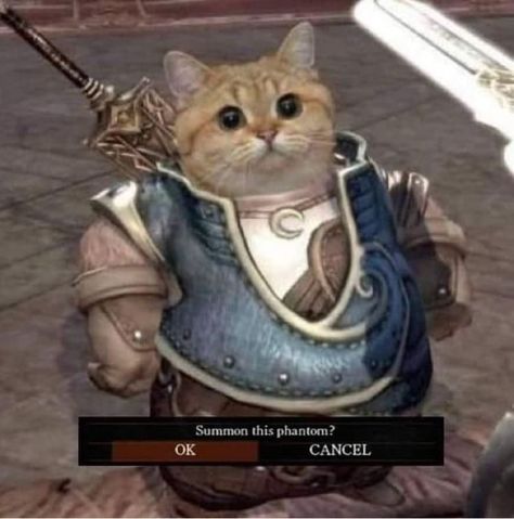 Dark Souls Wallpaper, Beautiful Kittens, Dark Souls Art, Cat Icon, Bloodborne, Silly Animals, Funny Cat Memes, Funny Cat Pictures, Persona 5