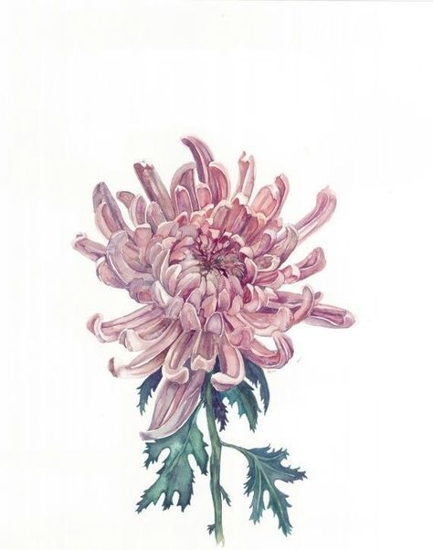 Chrysanthemum Watercolor, Chrysanthemum Painting, Chrysanthemum Tattoo, Birth Flower Tattoos, Floral Drawing, Chrysanthemum Flower, Bee Art, Japanese Flowers, Botanical Painting