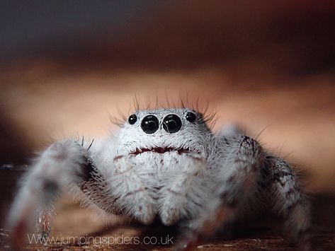 White Jumping Spider, Spider Cute, Spider Enclosure, Jumping Spiders, Spidersona Ideas, Spiders Web, Pet Spider, White Animals, Jumping Spider