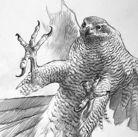 Andrew Ellis on Instagram: "The imminent crash of pain and then then silence . The world that the goshawk lives and operates is one of stealth , and then sudden action . The tiger of the air . Like the tiger , it loves the Forrest and Forrest edge the woodlands and woodland clearings . A small drawing study of the moment she strikes #goshawk #woodland #woodlandpredator #accipitergentilis #drawing #pencilwork #graphitedrawing #andrewellis #andrewellisart" Goshawk Drawing, Bird Sketches, Drawing Study, Small Drawing, Bird Sketch, Drawing Studies, Small Drawings, The Woodlands, Graphite Drawings