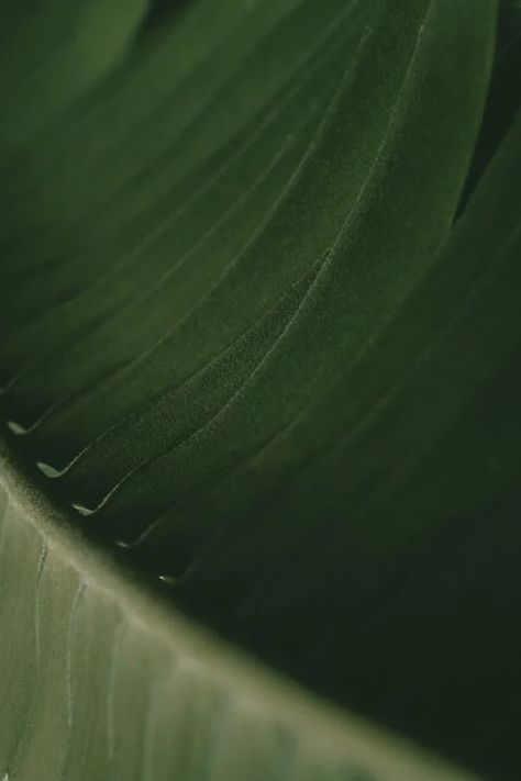 Green Branding, Botanical Photography, Plant Texture, Skin Aesthetics, Leaf Photography, Dark Green Aesthetic, Leaf Texture, Close Up Photography, Brand Color Palette