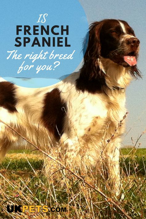 Docile and calm, the French spaniel is known to be gentle with children. Outgoing and very sociable, it gets along with other dogs and people. #French spaniel #dog breed French Spaniel, Dogs And People, Puppy Palace, Spaniel Breeds, Dogs Stuff, Working Cocker, Dog Best Friend, Brittany Spaniel, Dog Facts