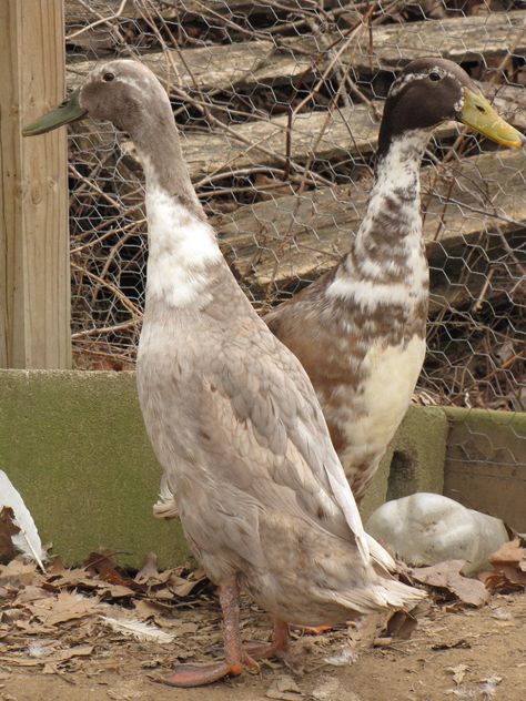 Indian Runner Ducks. This light weight breed of duck is known for its excellent foraging, and egg laying qualities. Well bred hens have been known to out lay even the best laying varieties of chickens. They are a fast, high strung breed, although quieter than their biggest competitor, the Khaki Campbell. Cottage Homestead, Indian Runner Ducks, Duck Houses, Duck Farm, Duck Breeds, Laying Chickens, Best Egg Laying Chickens, High Strung, Backyard Flowers Garden