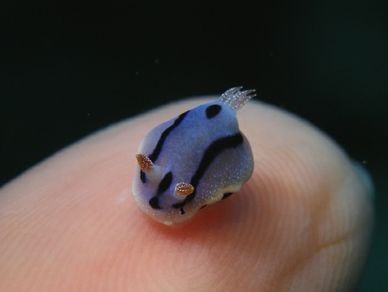 Cute Nudibranch {sea slugs are soooo cute} - Imgur Sea Slug, Slug, Fish, Blue, Black