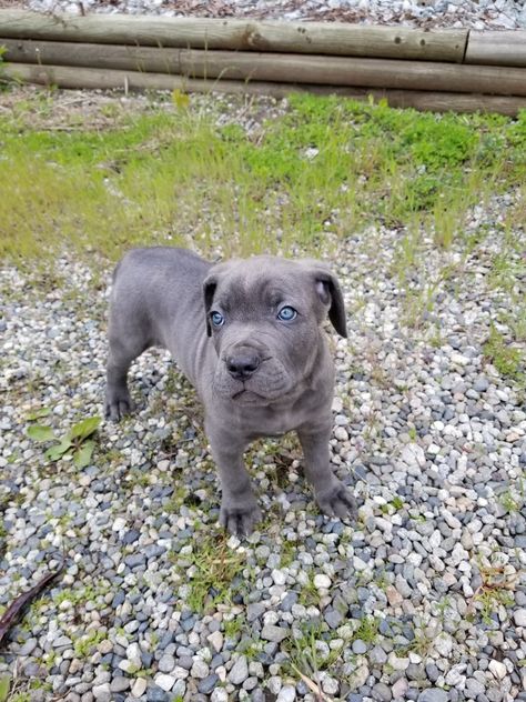 Blue Cane Corso with electric blue eyes. Cane Corso Grey, Grey Blue Eyes, Blue Cane Corso, Electric Blue Eyes, Cane Corso, Grey Blue, Blue Eyes, Electric Blue, Dogs