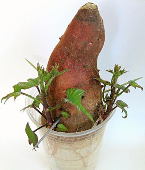 Sprouting Sweet Potatoes Slips | Science Project Potato Sprouting, Potato Plant, Sprouting Sweet Potatoes, Sweet Potato Slips, Sweet Potato Plant, Planting Potatoes, Cup Of Water, Science Project, Science Fair Projects