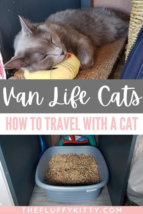 Planning a van life trip and want to take your cat? Here is how to travel with your cat in a van. Click to read for tips, tricks, advice, personal experience, and more! (Includes cute photos of our cat Yoda in our van). #cats #vanlife #vanlifecats #catblog | The Fluffy Kitty Traveling With A Cat, Camper Cat, Rv Cat, Traveling With Cats, Pets Furniture, Fluffy Kitty, Cat Travel Carrier, Travel Trailer Living, Custom Rv