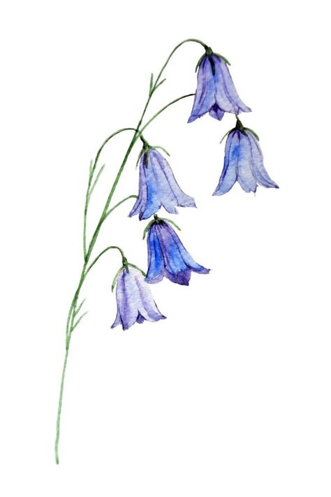 Bluebell Drawing Bluebell Drawing, Flower Drawing Watercolor, Bluebell Tattoo, Blue Things To Draw, Easy Flower Drawings, Blue Bell Flowers, Blue Drawings, Blue Things, Flowers Drawing