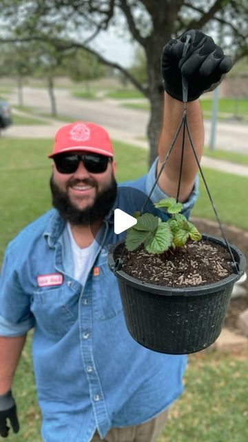 Strawberries In Hanging Baskets, Strawberry Hanging Basket, Texas Garden, Strawberry Garden, Texas Gardening, Growing Strawberries, Strawberry Plants, 10k Views, Garden Yard Ideas