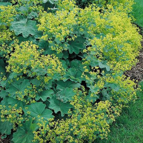 Ladies Mantle, Alchemilla Mollis, Crocus Bulbs, Lady's Mantle, Summer Flowering Bulbs, Buy Seeds, Flower Plants, Ground Cover Plants, Herbaceous Perennials