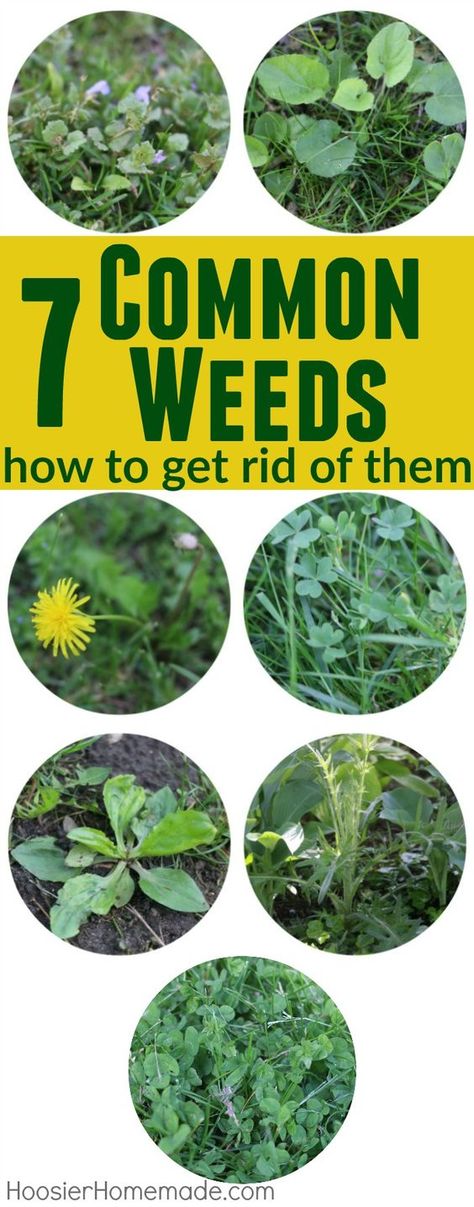 Don't let weeds ruin your lawn and landscaping! Learn how to identify them, and get RID of them for good! Weeds In Lawn, Aerate Lawn, Lawn Care Tips, Garden Weeds, Lawn Maintenance, Lawn And Landscape, Home Vegetable Garden, Landscaping Tips, Green Lawn