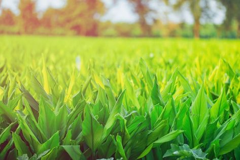 Photo indian turmaric field | Premium Photo #Freepik #photo #turmeric-root #organic-farm #organic-farming #farm-food Cool Black Wallpaper, Farm Field, Farm Photo, Black Wallpaper, Premium Photo, Google Images, Ginger, Herbs, Photoshop