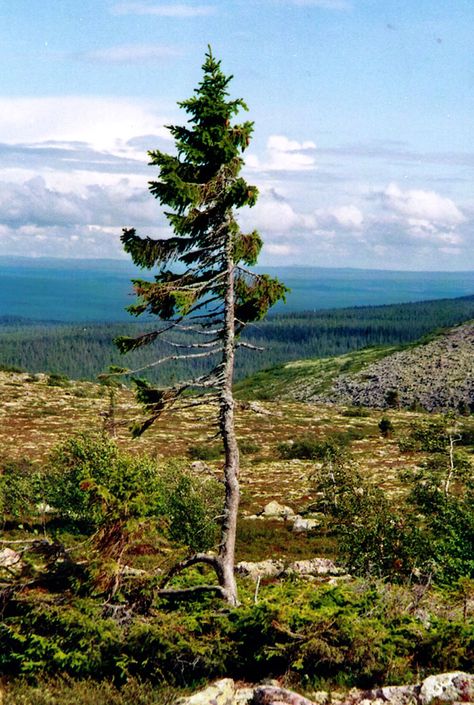 The world’s oldest tree, a 9,500-year-old Norwegian Spruce named “Old Tjikko,” after Professor Leif Kullman’s Siberian husky, continues to grow in Sweden. Winds and low temperatures made Old Tjikko “like a bonsai tree…Big trees cannot get as old as this. Norway Spruce, Physical Geography, Spruce Tree, Umea, Old Tree, Old Trees, Ancient Tree, Big Tree, Bonsai Tree