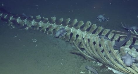 Octopus Skeleton, Bottom Of Ocean, Whale Fall, Whale Bones, Whale Skeleton, Fall Skeleton, Ocean Exploration, The Bottom Of The Ocean, Fish Skeleton