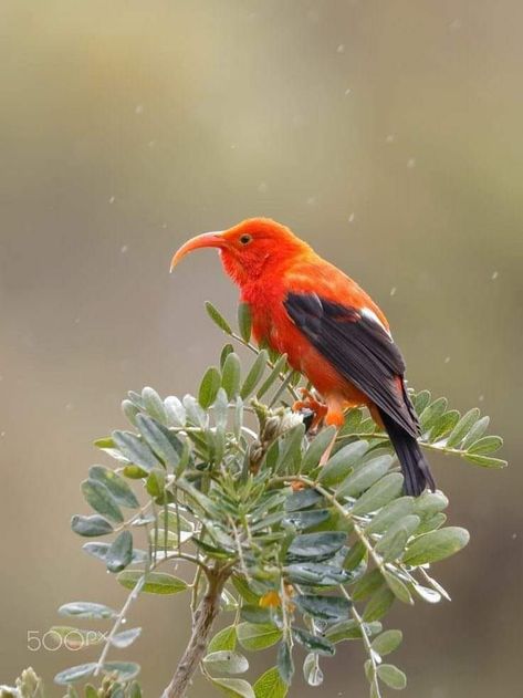 The ʻiʻiwi scarlet honeycreeper is a species of Hawaiian honeycreeper. Hawaiian Birds, Engagement Activities, In The Rain, The Rain, Scarlet, Phone Wallpaper, Birds, Animals