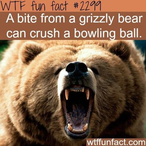 10 Crazy WTF Facts About Bears - I Can Has Cheezburger? Facts About Bears, Travel Humor Quotes, Fun Facts About Animals, Crazy Facts, Wow Facts, Facts For Kids, Animal Facts, Grizzly Bear, Weird Animals