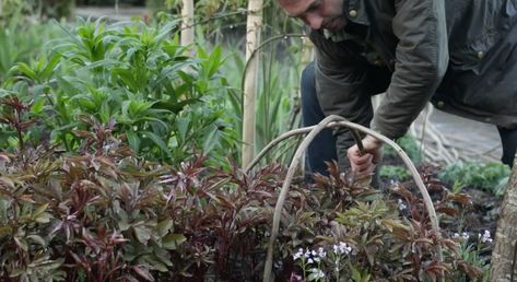 Peony supports: how to make your own plant supports with hazel Hazel Plant, Peony Support, Scott Smith, Paeonia Lactiflora, Planting Peonies, Peonies Garden, Herbaceous Perennials, Plant Supports, Natural Plant