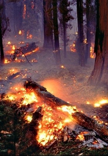 Dangerous Forest Aesthetic, Pretty Fire Aesthetic, Burning Forest Aesthetic, Forest Fire Aesthetic, Fire Element Aesthetic, Village On Fire, Burned Down House, Fire Village, Fire In Forest