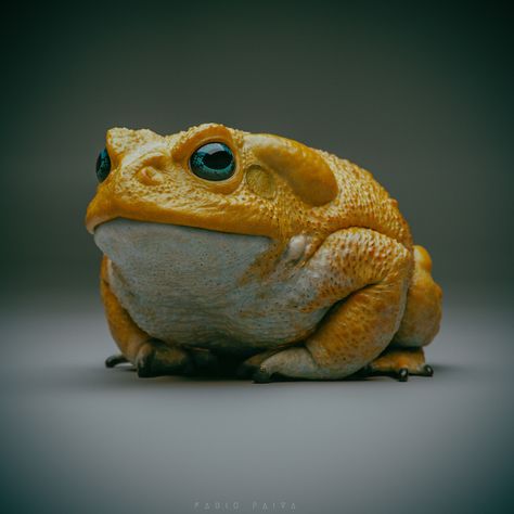 Sonoran Desert Toad, Toad Drawing Reference, Toad Photograph, Toad Reference, Frog In Nature, Toad Sketch, Pfp Frog, Toad Sculpture, Frog Reference