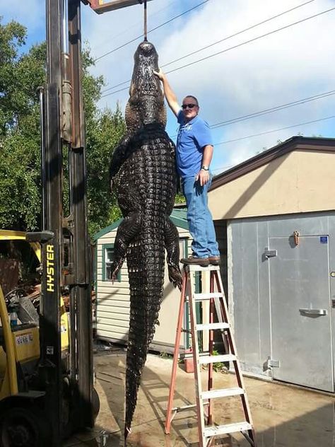 From Lake Okeechobee in Florida Okeechobee Florida, Alligator Hunting, River Monsters, Florida Gator, American Alligator, Map Of Florida, Water Animals, Animal Antics, Unusual Animals