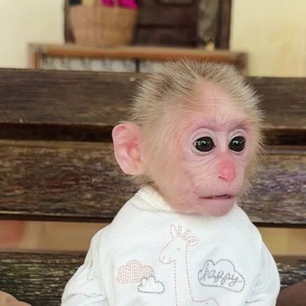 Fat Monkey, Cute Monkey Pictures, Tiny Monkey, Monkey Pictures, Monkey 3, Pet Monkey, Crazy Funny Pictures, A Monkey