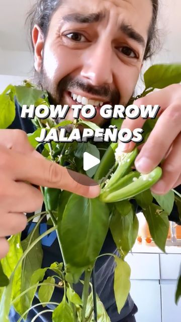 Jalapeno Seeds Planting, How To Plant Jalapenos Seeds, Grow Jalapenos From Seed, How To Grow Jalapenos, Jalapeño Plant, Peppers Gardening, Yard Hacks, Plant Carrots, Garden Pests Control