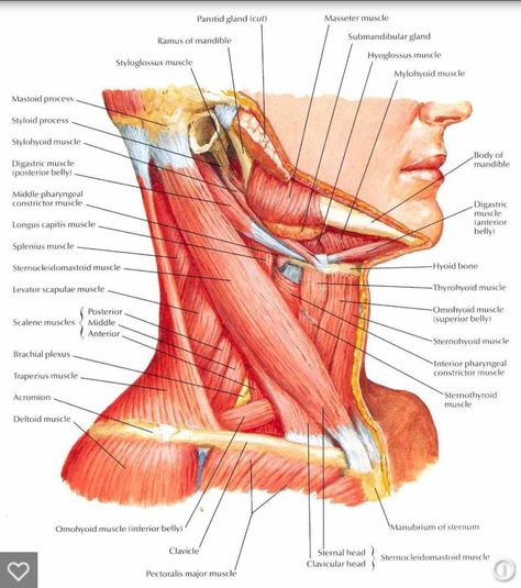 Neck Muscle Anatomy, Anatomy Head, Muscle Diagram, Head Muscles, Muscles Of The Neck, Yoga Anatomy, Muscular System, Muscle Anatomy, Human Anatomy And Physiology