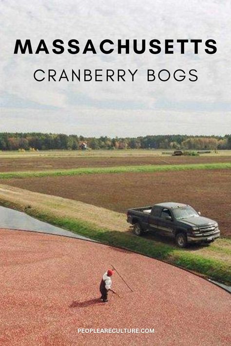 Uncover Massachusetts' overlooked cranberry bogs, where vibrant harvests and a rich history of innovation await. Don't miss this hidden countryside gem. Hanson Family, Peat Soil, Cranberry Bog, Harvest Celebration, New England Fall, World Cultures, Historical Society, Family Farm, Massachusetts