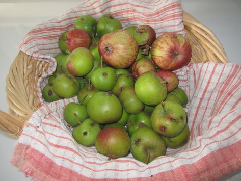 Codling Moth, Unripe Apples, Apple Jelly, Fall Garden Vegetables, Green Apples, Feeling Hungry, What To Make, Canning Recipes, Autumn Garden