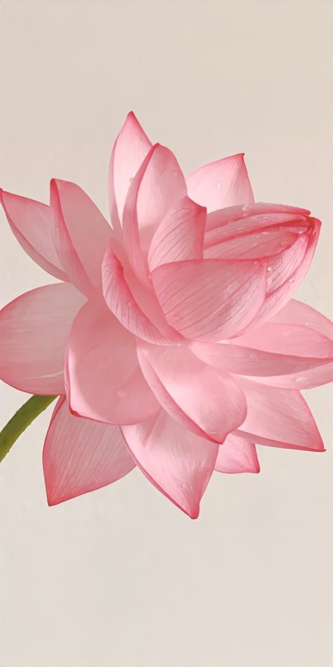 Pink Lotus Wallpaper, Lotus Aesthetic, Lotus Flower Wallpaper, Lotus Wallpaper, Lotus Flower Pictures, Lotus Flower Art, Desain Quilling, A Beautiful Flower, Wallpaper Nature Flowers