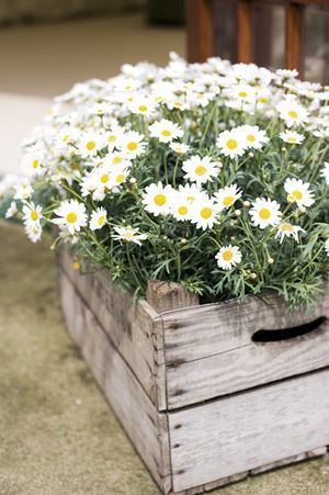 Garden Daisies, Shasta Daisies, Have Inspiration, White Daisies, Country Gardening, Garden Cottage, Wooden Crate, Diy Garden Decor, Dream Garden