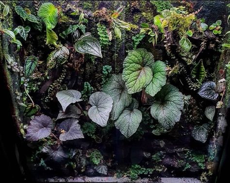 Tom's @tomcranham beautiful terrarium <3 inspiration Begonia Terrarium, Beautiful Terrariums, Q And A, Wildlife Gardening, Terrarium Plants, Green Rooms, Bedding Plants, Plant Sale, Rare Plants