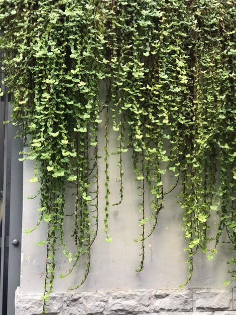 Hanging Ivy Wall, Pergola With Greenery, Wall Climbing Plants, Creeping Vines, Ivy Wall, Green Facade, Hanging Vines, Vine Wall, Wall Garden