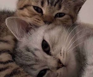 1000+ images about ♡ ៸៸ — matching on We Heart It | See more about matching, anime and icon Funny Cat Jokes, Cat Profile, Cat Couple, Cat Icon, Cute Anime Profile Pictures, Dessin Adorable, Funny Cat Pictures, Cute Profile Pictures, Funny Cat Videos