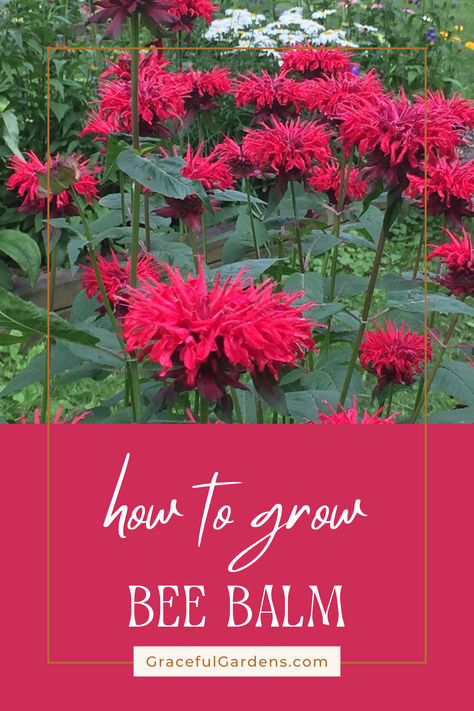 Grow stunning bee balm (monarda) and watch your garden come alive with color and buzzing pollinators! Perfect for cottage gardens, bee balm thrives in full sun and well-drained soil, attracting bees, butterflies, and hummingbirds. These vibrant, easy-to-grow pollinator flowers are a must-have for any garden looking to bloom with life. Plant bee balm today and enjoy gorgeous blooms that support your local ecosystem all season long! #BeeBalm #Monarda #PollinatorFlowers Pollinator Flowers, Bee Balm Plant, Bee Balm Flower, Planting Techniques, Perennial Flowers, Bee Balm, Attracting Bees, Attract Butterflies, Flowers Perennials