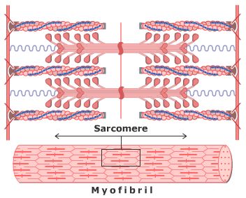 myofibril ~ sarcomere Sarcomere Diagram, Nervous System Anatomy, Muscle Fiber, Human Heart Anatomy, Learn Biology, Human Muscle Anatomy, Exercise Physiology, Muscular System, Medicine Student