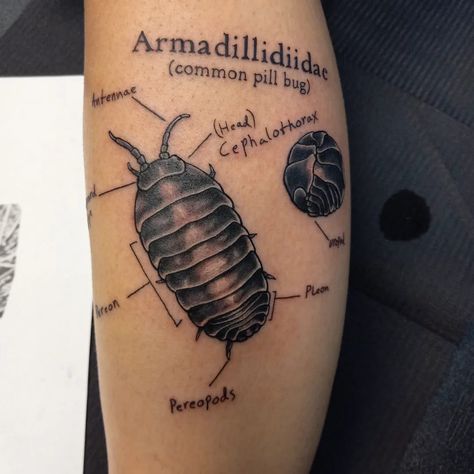 Natural History Tattoo, Termite Tattoo, Catapillar Tattoos Small, Anomalocaris Tattoo, Roadkill Tattoo, Knee Bug Tattoo, Pillbug Tattoo, Earthworm Tattoo, Zoology Tattoo