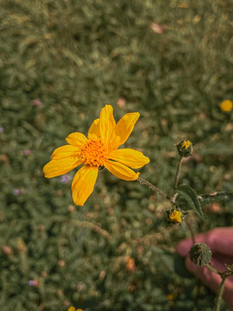 Yellow Flowers, New Day, Poetry, Yellow, Plants, Flowers, Beauty, Bonito