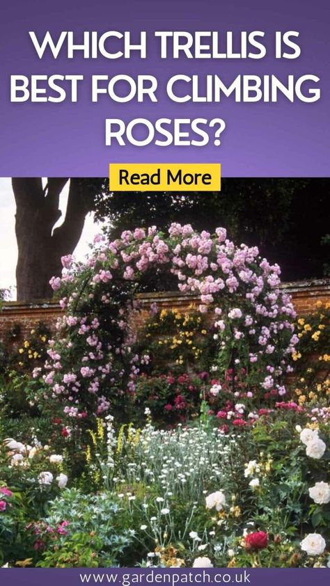 Diy Rose Trellis How To Build, Climbing Plants Arch, Diy Rose Arch Trellis, Climbing Roses Arch, Small Rose Garden Design Backyard Ideas, Rose Arbor Trellis, Climbing Roses Trellis On House, Rose Arches Garden Diy, Diy Trellis For Roses Climbing