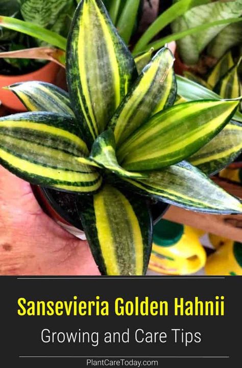 Sansevieria Golden Hahnii a dwarf snake plant only grows 6 to 8" inches tall and up to 6" inches across. It makes an excellent choice in homes, office desk and small apartments. The variegated foliage ranges from light yellow with vertical green stripes. We share CARE INFO Golden Hahnii Snake Plant, Succulent Care Instructions, Houseplant Tips, Sansevieria Laurentii, Sansevieria Plant, Sansevieria Trifasciata, Snake Plants, Plant Pests, Zone 10