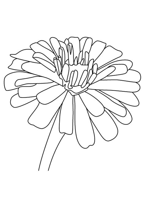 Coloring Page Printable Flower Coloring Pages, Zinnia Flower, Zinnia Flowers, Bunny Costume, Watercolor Flower Art, Rock Ideas, Tableau Art, Flower Printable, Flower Coloring Pages