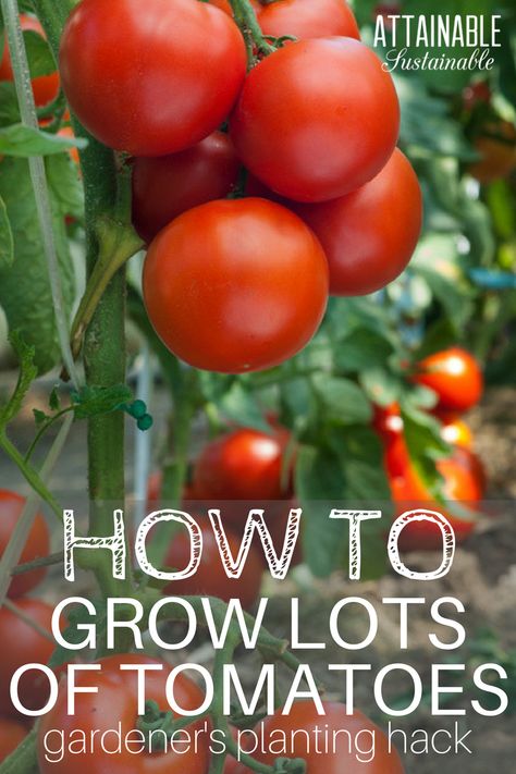 Tomatoes are easy to grow. But knowing the best way to plant tomatoes will give them a very solid start. Try this method for success in your vegetable garden. Tanaman Tomat, Attainable Sustainable, Tomatoes Growing, Plant Tomatoes, Growing Tomatoes From Seed, Harvest Garden, Tips For Growing Tomatoes, Growing Organic Tomatoes, Growing Tomato Plants