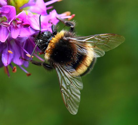 bee wings Bumble Bee Wings, Bee Photos, Bee Butts, Funny Animal Art, Bee Nursery, Bee Artwork, Humble Bee, Bee Wings, Bee Pictures