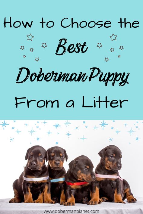 Choosing a Doberman puppy can be a daunting task - should I go for the friendly one or the super energetic guy? The one who is the biggest or who came to me first? Find out all you need to know at dobermanplanet.com! #doberman #dobermanpinscher #dobermanpuppy #dobermanadvice #dobermanplanet Doberman Cute Aesthetic, Blue Doberman Pinscher, How To Train A Doberman Puppy, Doberman Collar, Doberman Puppies, Doberman Training, Bored Dog, Doberman Puppy, Doberman Pinscher Dog