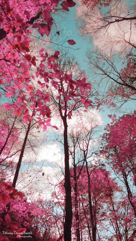 Looking Up, Trees, Pink, Blue, Nature